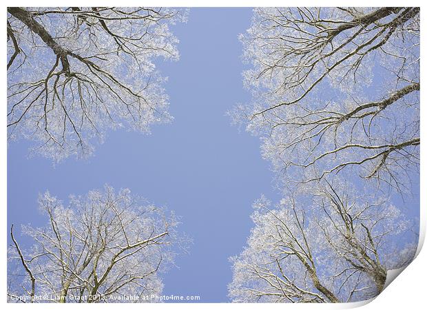 Frozen tree tops. Norfolk, UK. Print by Liam Grant