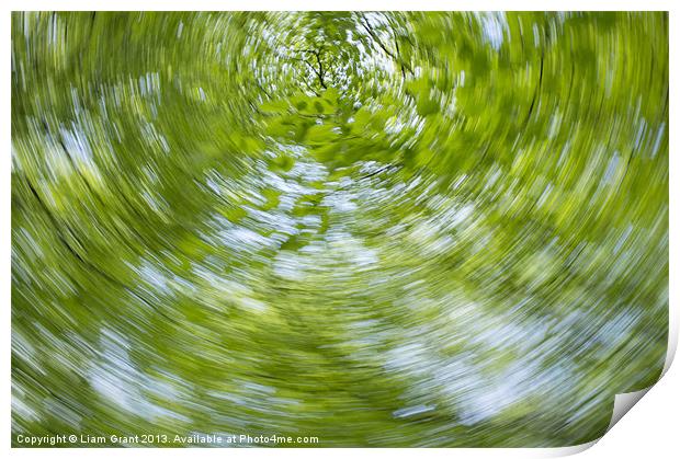 Abstract of Beech trees (Fagus sylvatica), Norfolk Print by Liam Grant
