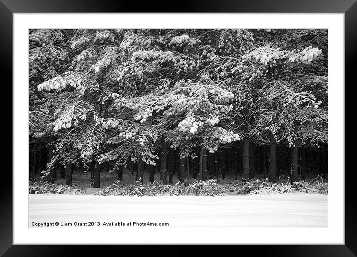 Snow covered Pine trees. Thetford Forest, Norfolk, Framed Mounted Print by Liam Grant