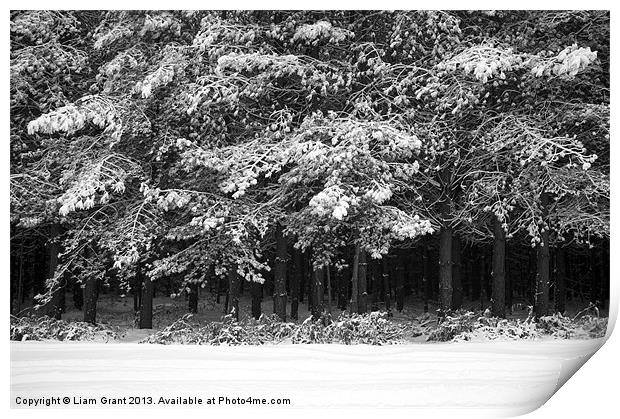 Snow covered Pine trees. Thetford Forest, Norfolk, Print by Liam Grant