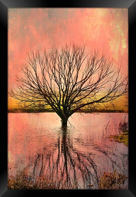 Mystical Pond Framed Print by Robert  Radford
