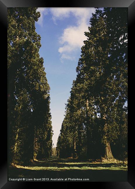 Avenue of Douglas Fir trees. Norfolk, UK. Framed Print by Liam Grant