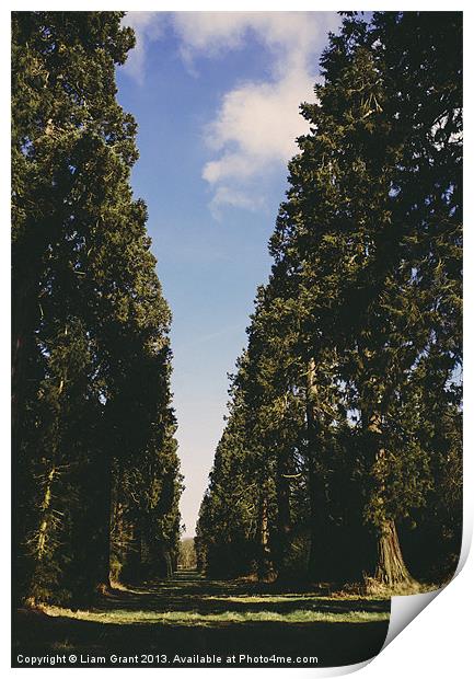 Avenue of Douglas Fir trees. Norfolk, UK. Print by Liam Grant