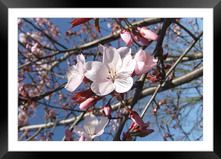 Cherry Blossom in March Framed Mounted Print by Ursula Keene
