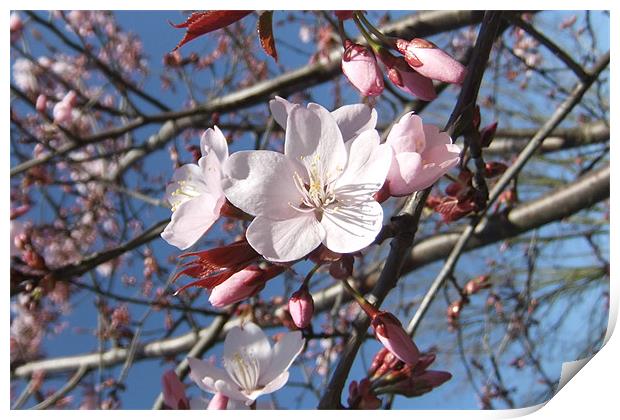 Cherry Blossom in March Print by Ursula Keene