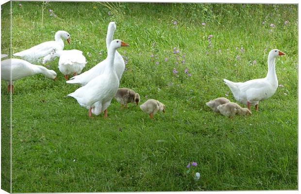 White Geese and Four Goslings Canvas Print by Ursula Keene
