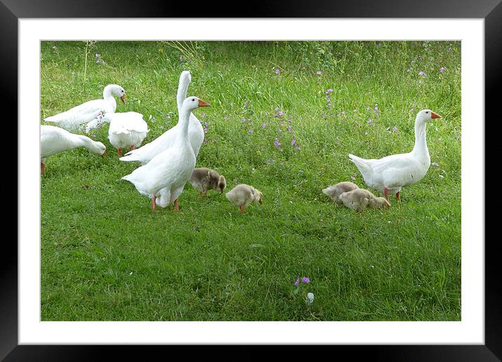 White Geese and Four Goslings Framed Mounted Print by Ursula Keene