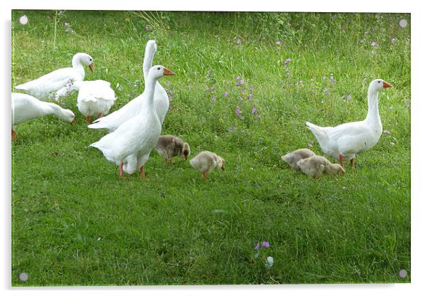 White Geese and Four Goslings Acrylic by Ursula Keene