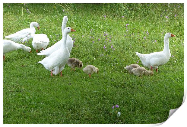 White Geese and Four Goslings Print by Ursula Keene