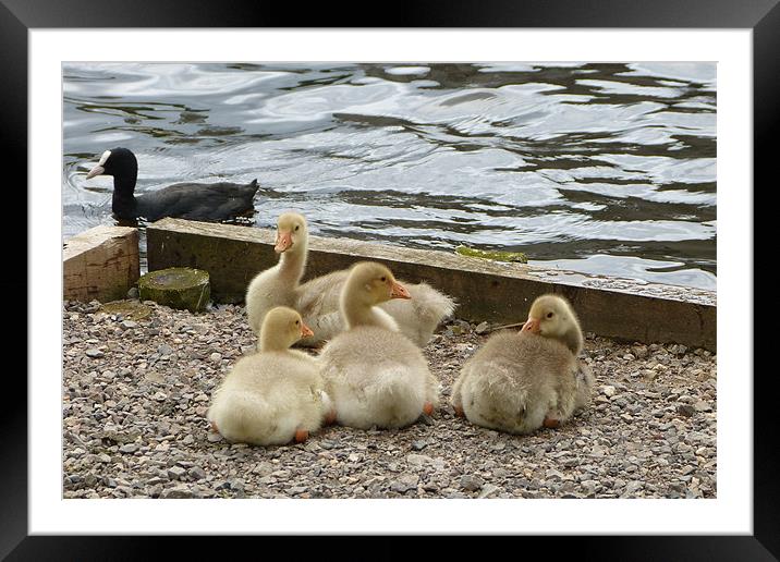 Four Goslings are Resting Here Framed Mounted Print by Ursula Keene