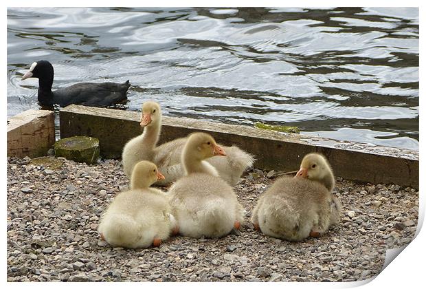 Four Goslings are Resting Here Print by Ursula Keene