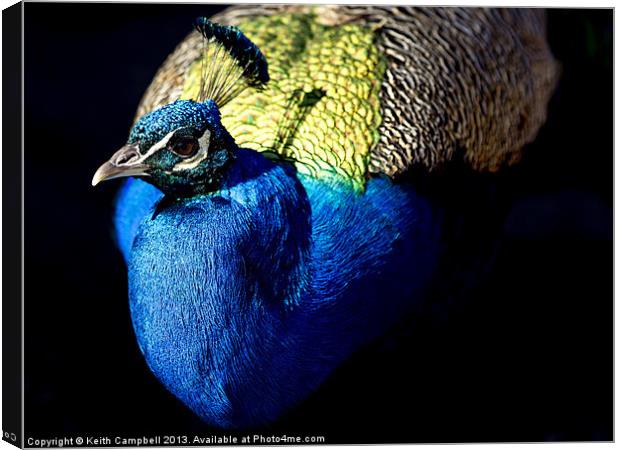 Peacock Canvas Print by Keith Campbell