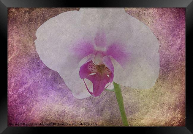 Purple Haze Framed Print by Judy Hall-Folde