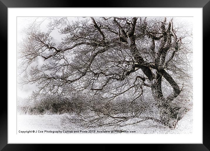 Tree Black and White Framed Mounted Print by Julie Coe