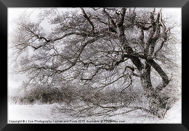 Tree Black and White Framed Print by Julie Coe