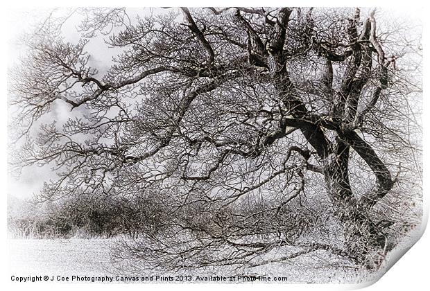 Tree Black and White Print by Julie Coe