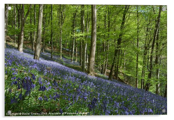 Bluebell Hill Acrylic by David Tinsley