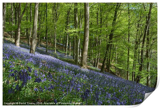 Bluebell Hill Print by David Tinsley