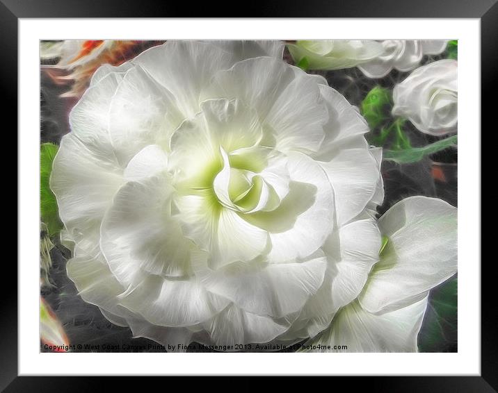 White Begonia Flower Framed Mounted Print by Fiona Messenger