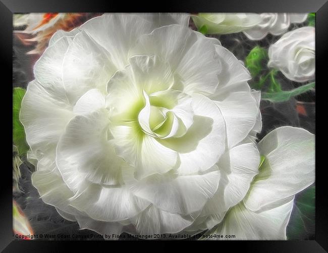 White Begonia Flower Framed Print by Fiona Messenger