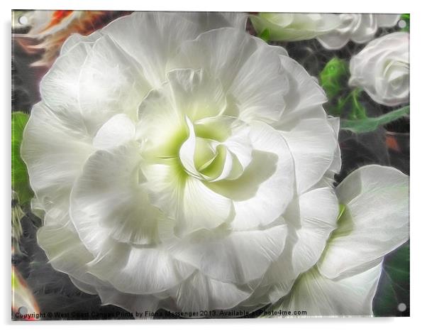 White Begonia Flower Acrylic by Fiona Messenger