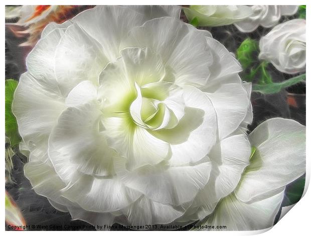 White Begonia Flower Print by Fiona Messenger