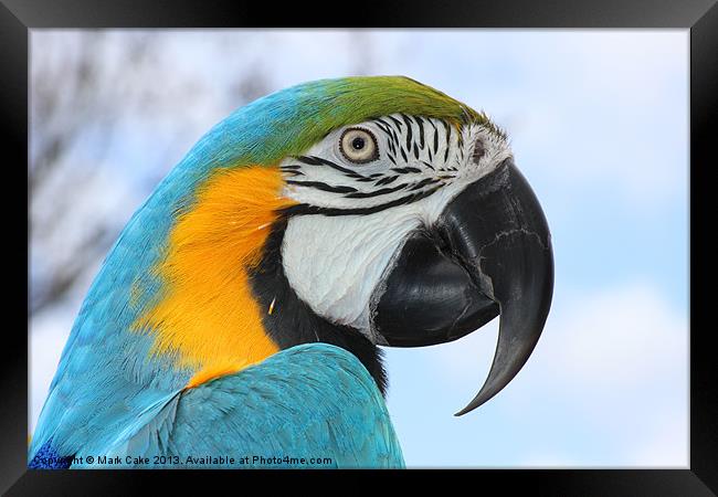 Blue and Gold in the sun Framed Print by Mark Cake