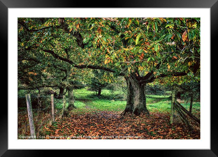 Underneath The Chestnut Tree Framed Mounted Print by Julie Coe