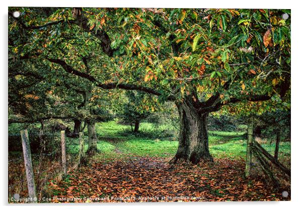 Underneath The Chestnut Tree Acrylic by Julie Coe