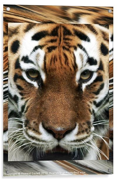 Tiger Abstract Acrylic by Howard Corlett