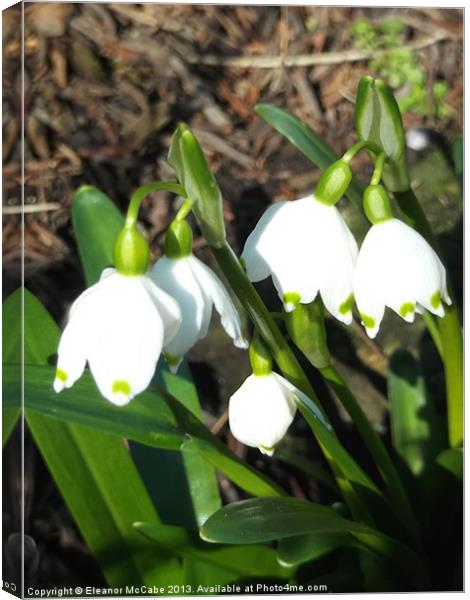 Spring white Bells! Canvas Print by Eleanor McCabe