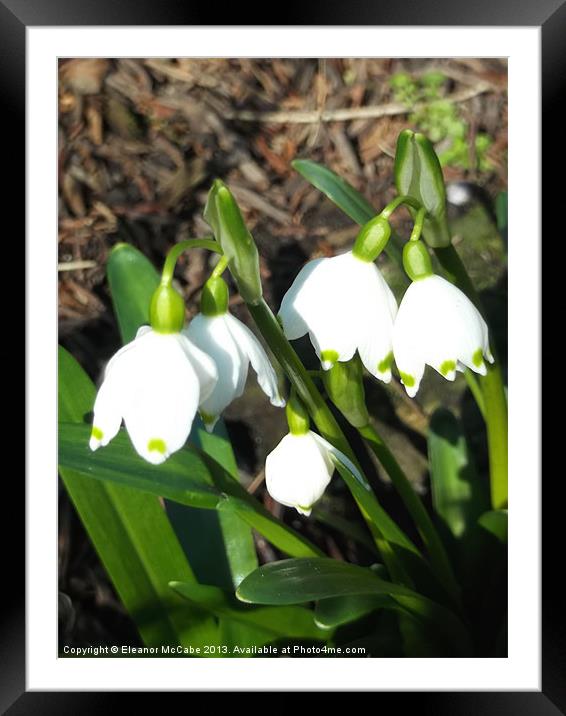 Spring white Bells! Framed Mounted Print by Eleanor McCabe
