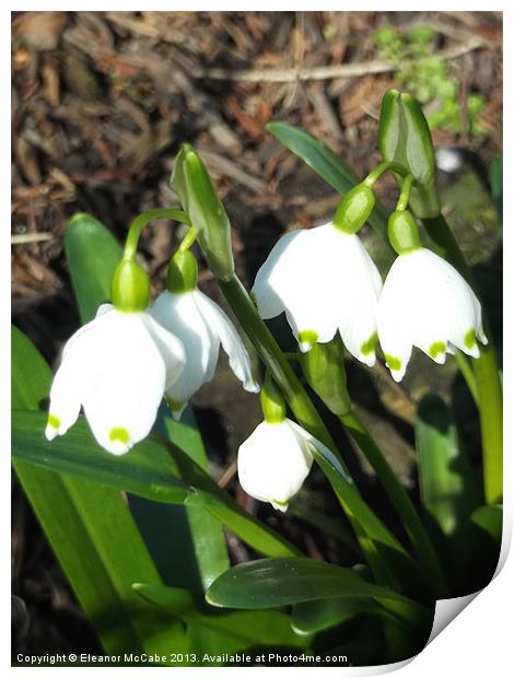 Spring white Bells! Print by Eleanor McCabe