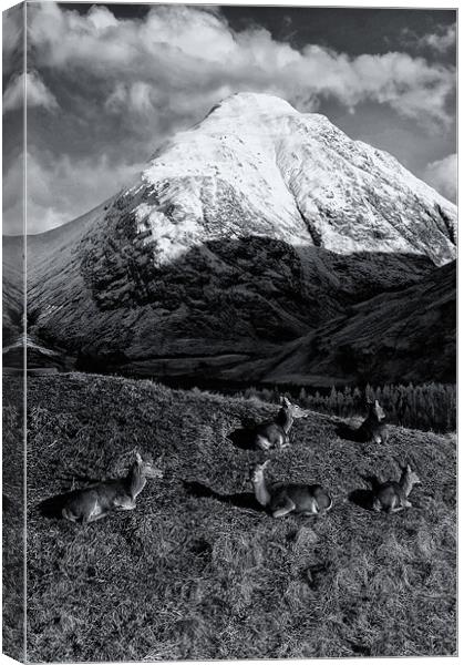 Deer in Snowy Scottish Mountains Canvas Print by Jacqi Elmslie