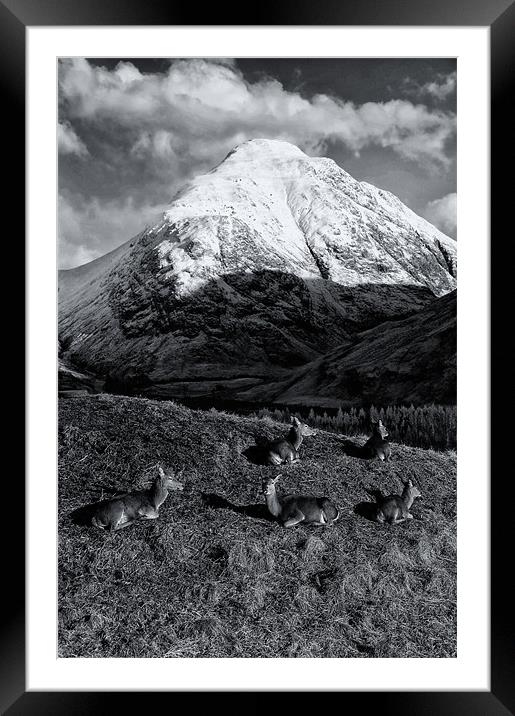 Deer in Snowy Scottish Mountains Framed Mounted Print by Jacqi Elmslie