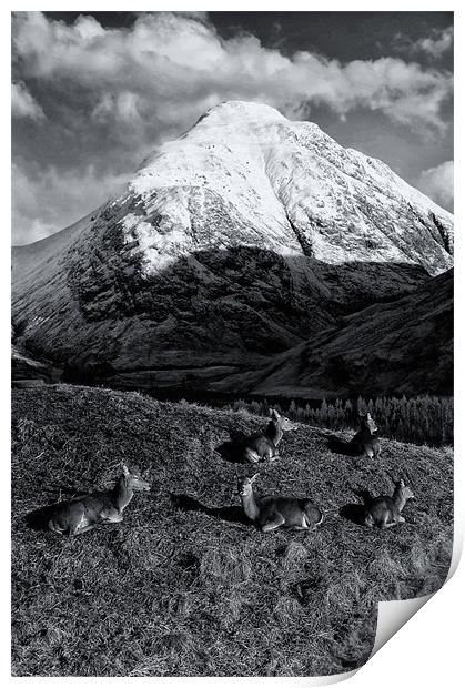 Deer in Snowy Scottish Mountains Print by Jacqi Elmslie