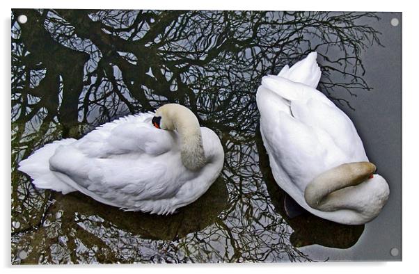 Two Swans from Above Acrylic by philip clarke