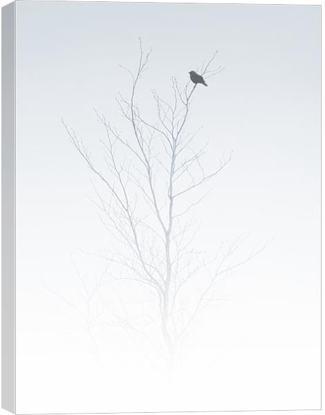solitary songbird Canvas Print by Heather Newton