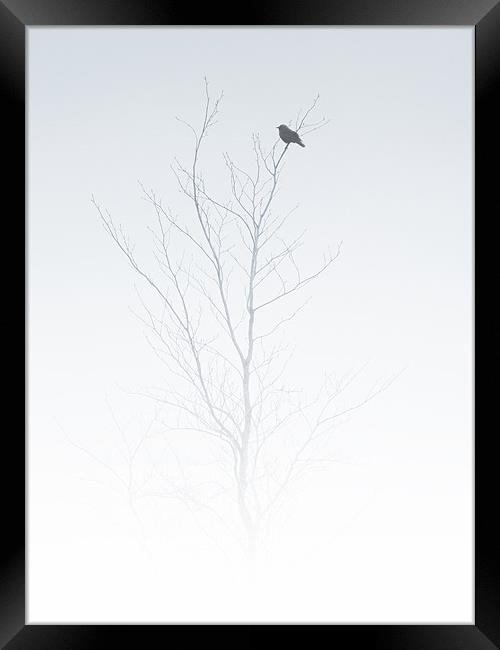 solitary songbird Framed Print by Heather Newton