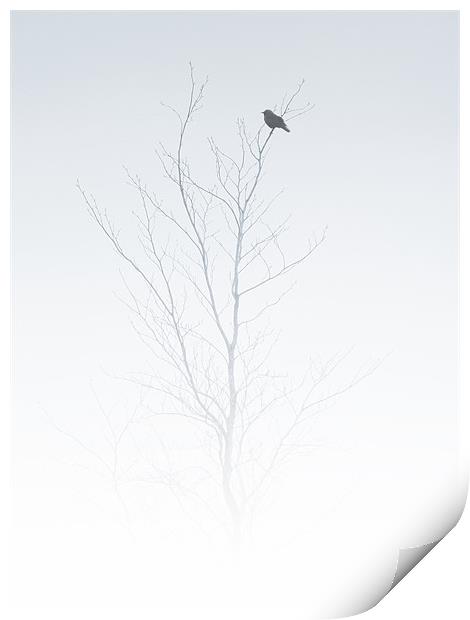 solitary songbird Print by Heather Newton