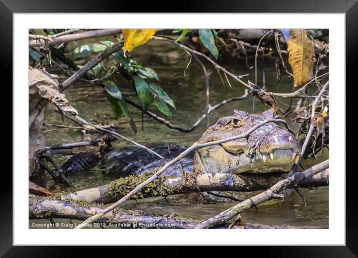 Caiman hiding behind a twig Framed Mounted Print by Craig Lapsley