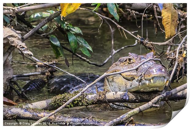 Caiman hiding behind a twig Print by Craig Lapsley