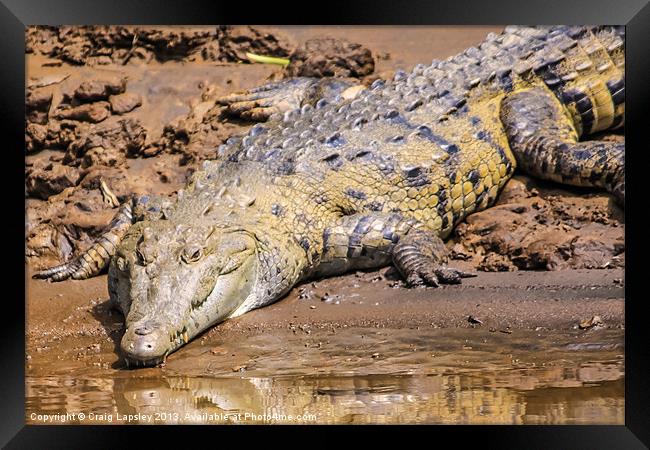 wild crocodile on the riverbank Framed Print by Craig Lapsley