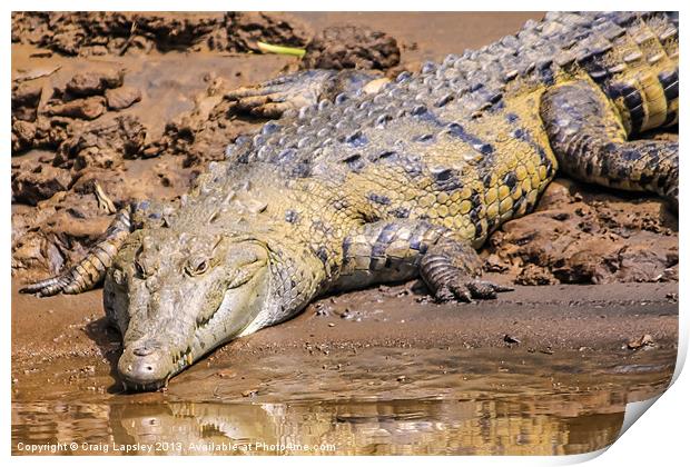 wild crocodile on the riverbank Print by Craig Lapsley