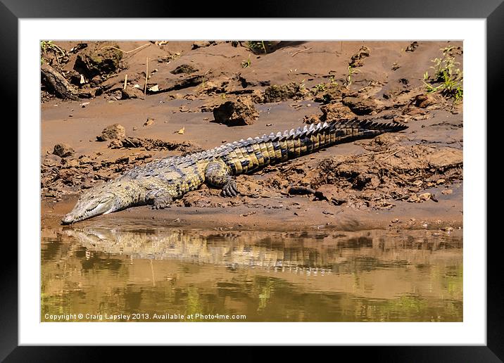 Huge crocodile resting on the riverbank Framed Mounted Print by Craig Lapsley
