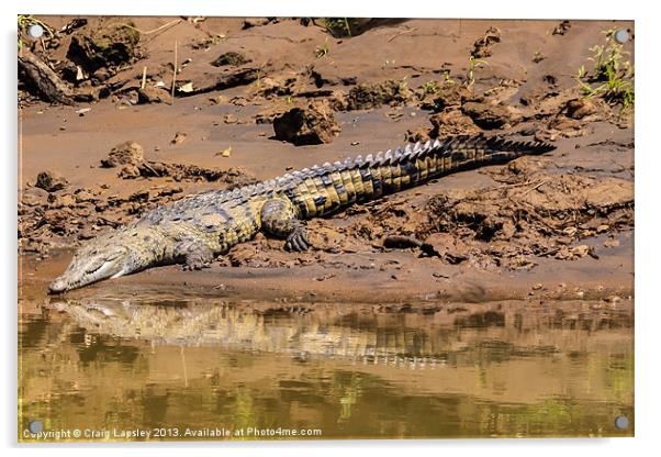 Huge crocodile resting on the riverbank Acrylic by Craig Lapsley