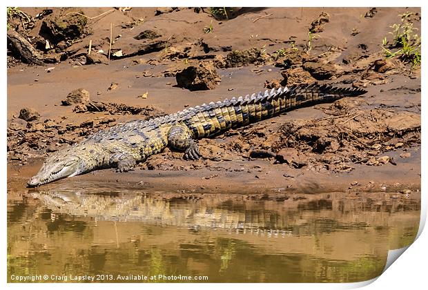 Huge crocodile resting on the riverbank Print by Craig Lapsley