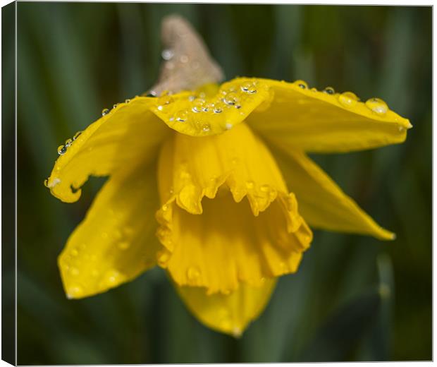 Daffodil And rain Drops Canvas Print by Clive Eariss