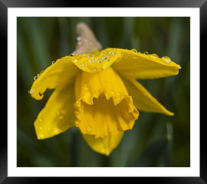 Daffodil And rain Drops Framed Mounted Print by Clive Eariss