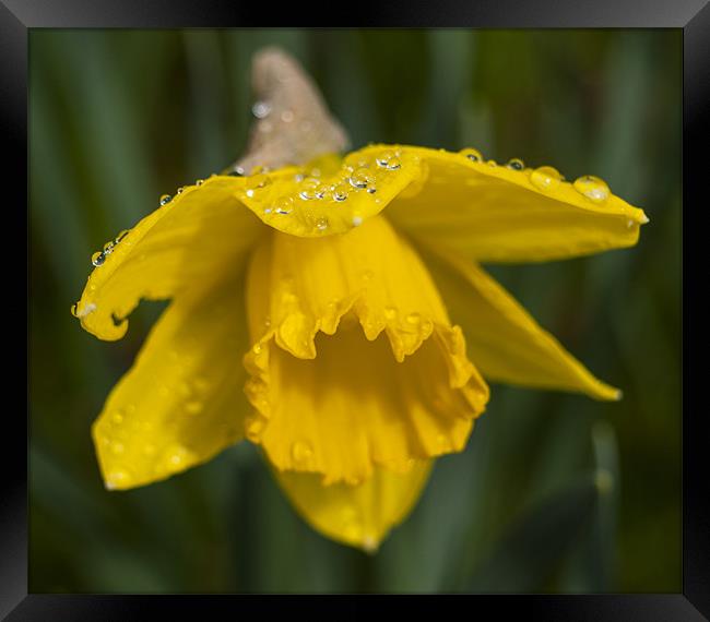 Daffodil And rain Drops Framed Print by Clive Eariss